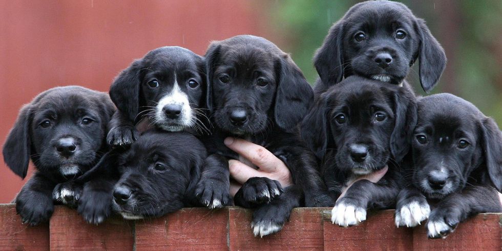 Puppy Pictures That Will Make You Smile During Finals Week