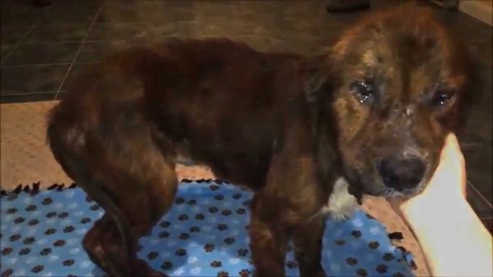 To The University That Allows Dog Testing