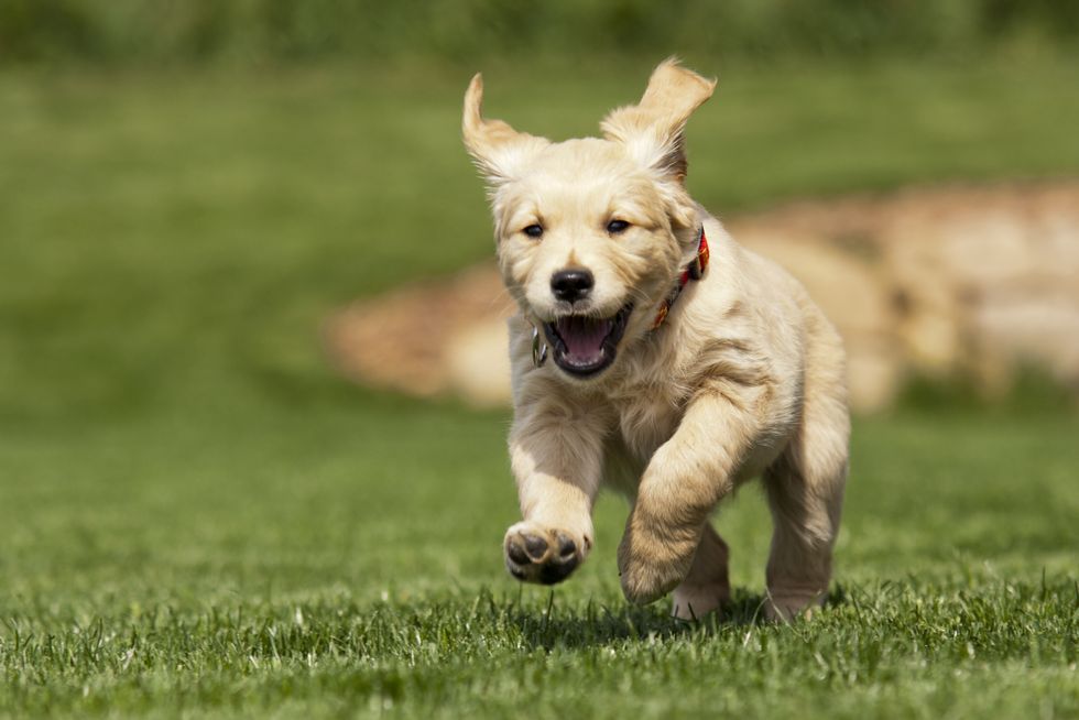 Is Your Puppy Old Enough To Run With You?