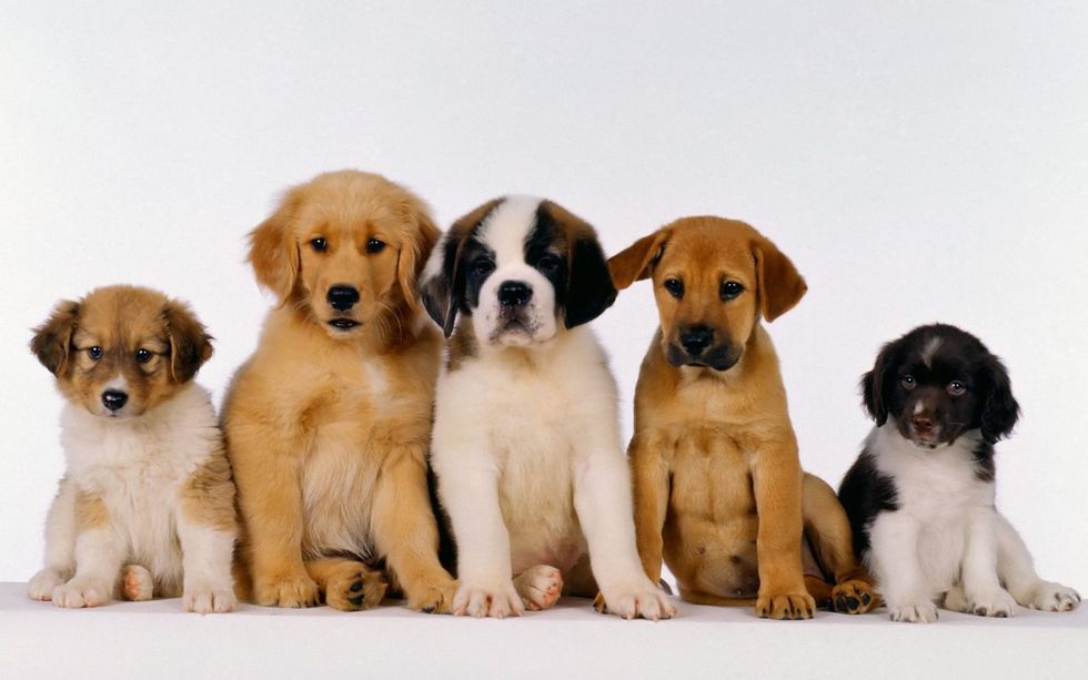 10 Reasons Why All College Students Should Have a Puppy