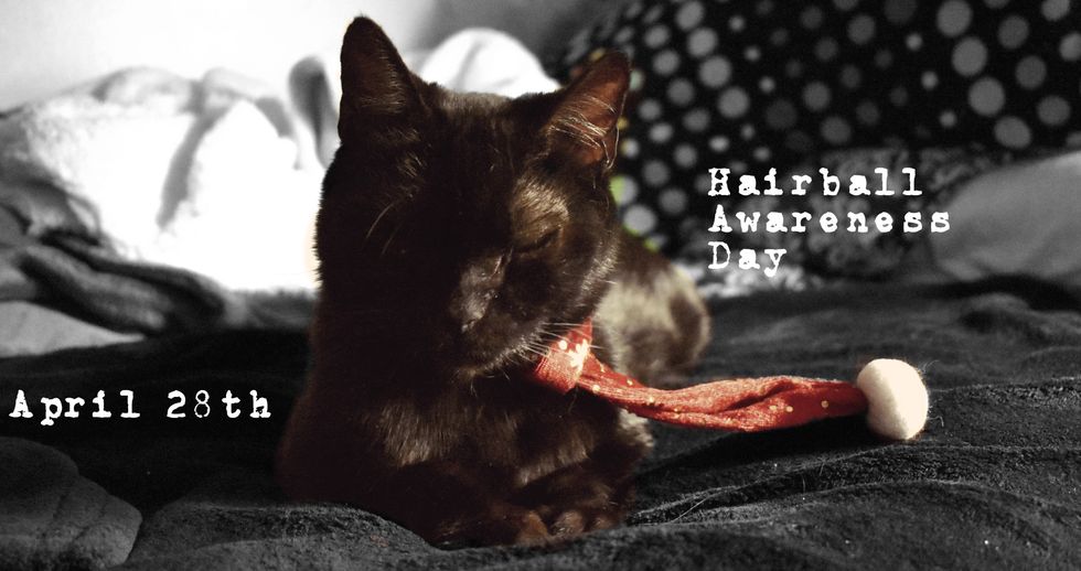 Hairball Hacking Halts Happy Hangout