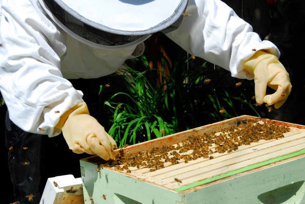 4 Easy Things You Can Do To Help Save Bees