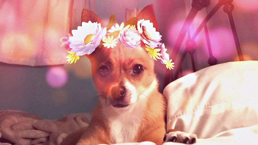 10 Snapchats My Dogs Would Send Me