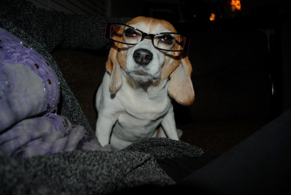 14 Reasons Why Beagles Are Life