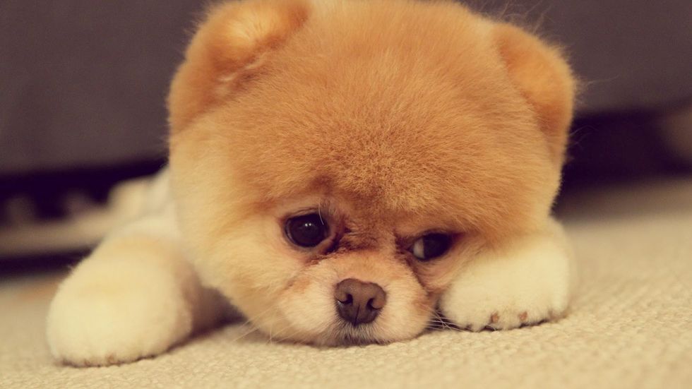 15 Animal Gifs to Get You Through Finals Week