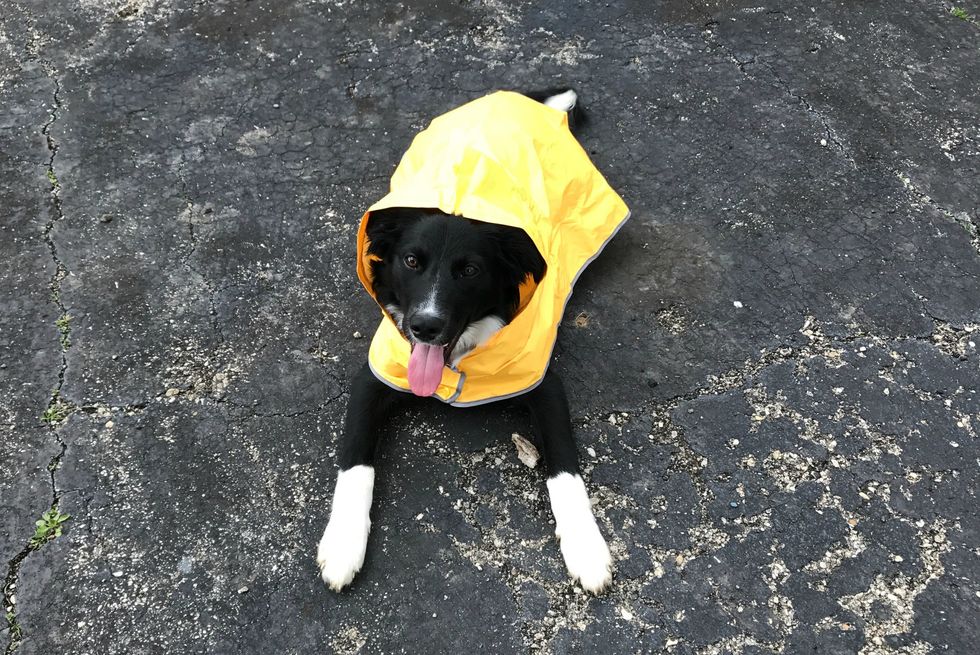 4 Reasons Why My Puppy Is Like A Toddler