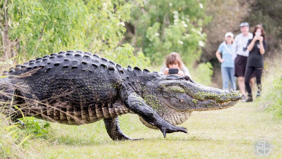 18 Times Florida Has Proven It Has No Chill