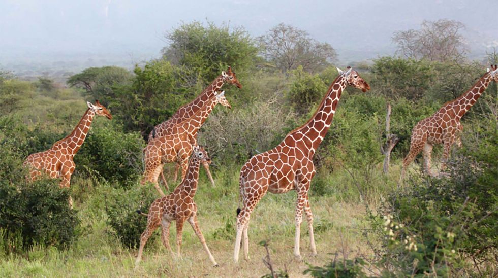Nine Awesome Giraffe Items