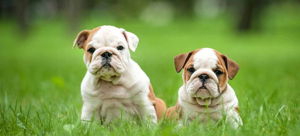 16 Puppy Gifs To Help You Get Through Finals