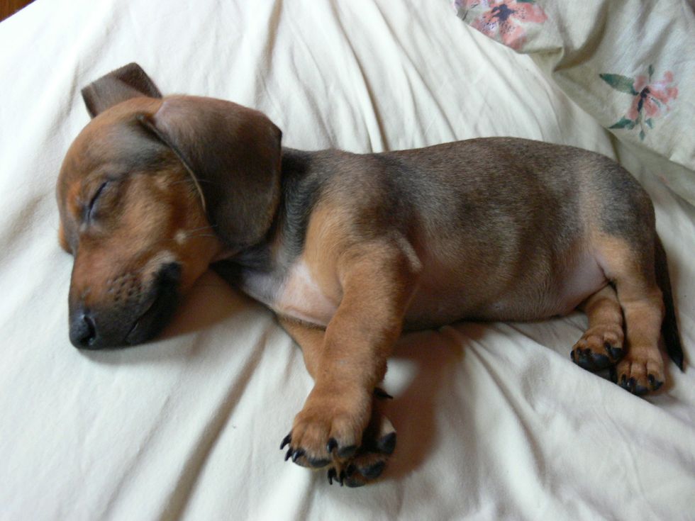 10 Reasons Why Dachshunds Are The Best