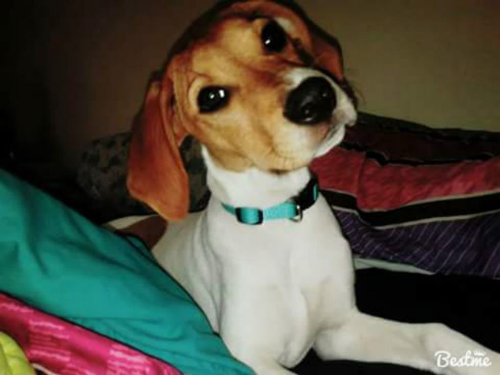 10 Things All Beagle Owners Would Understand