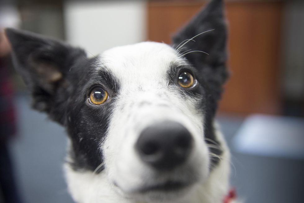 14 Fire 'Grams Your Dog Would Post On Instagram If She Could