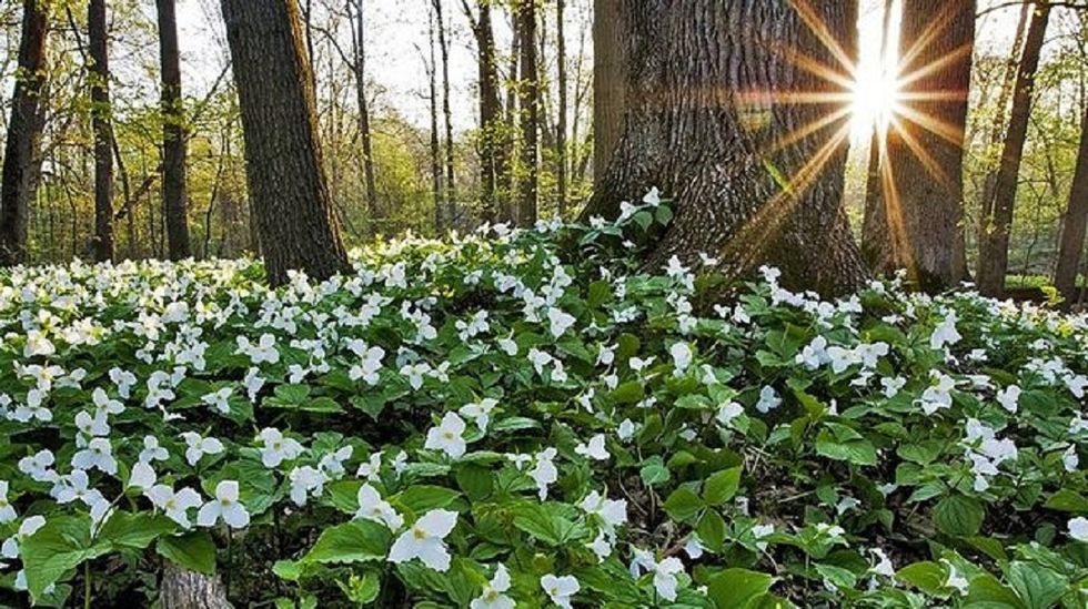 Spring: The Not-Really-a-Season in Michigan