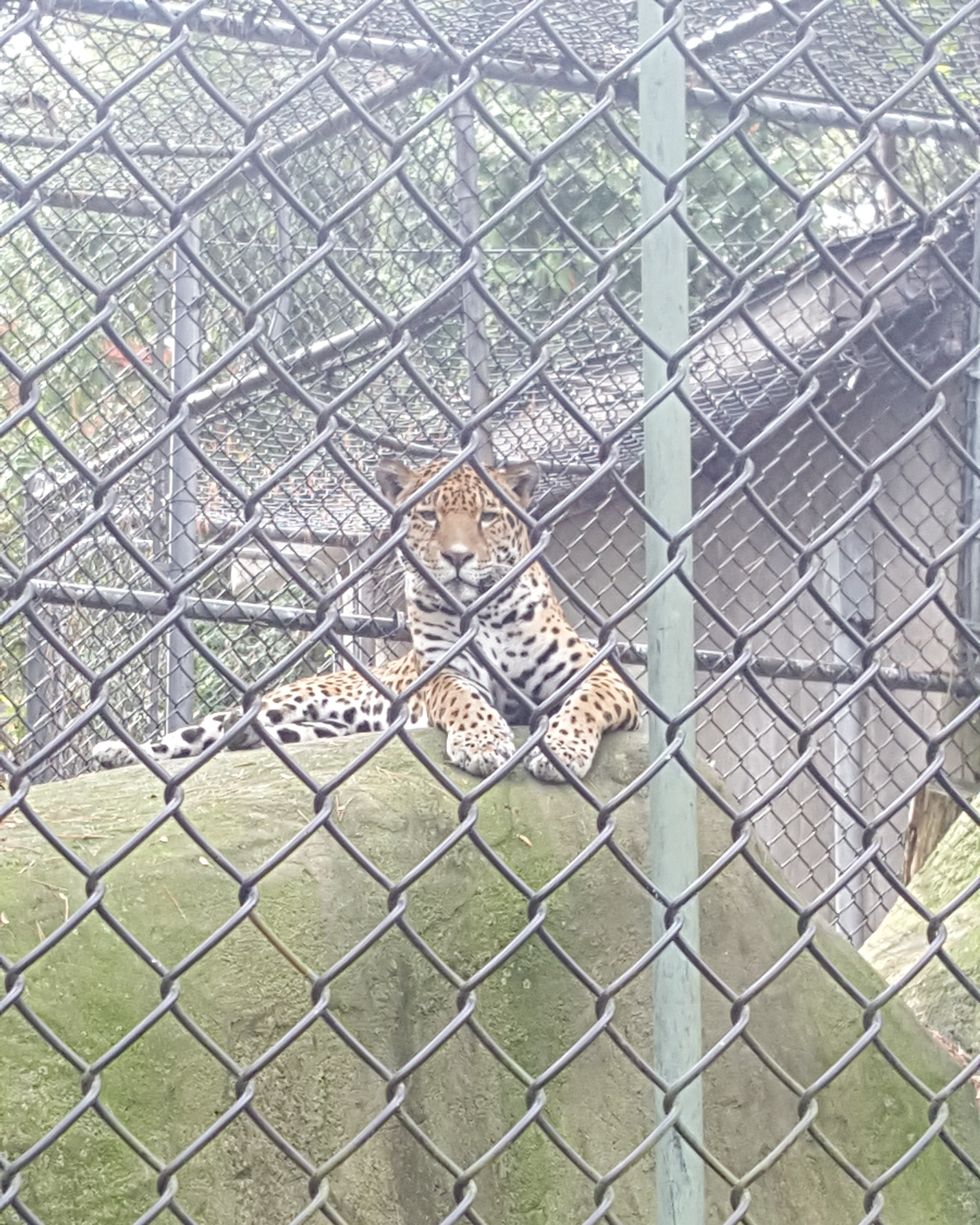 What I Learned From Volunteering At A Zoo