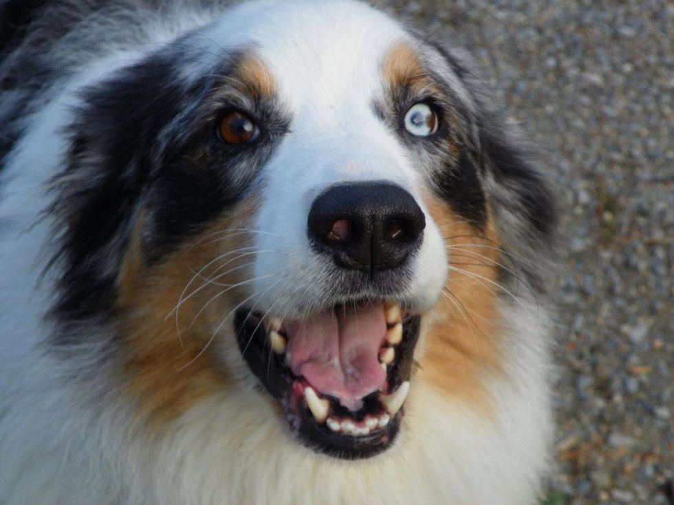 What People Can Learn from Dogs