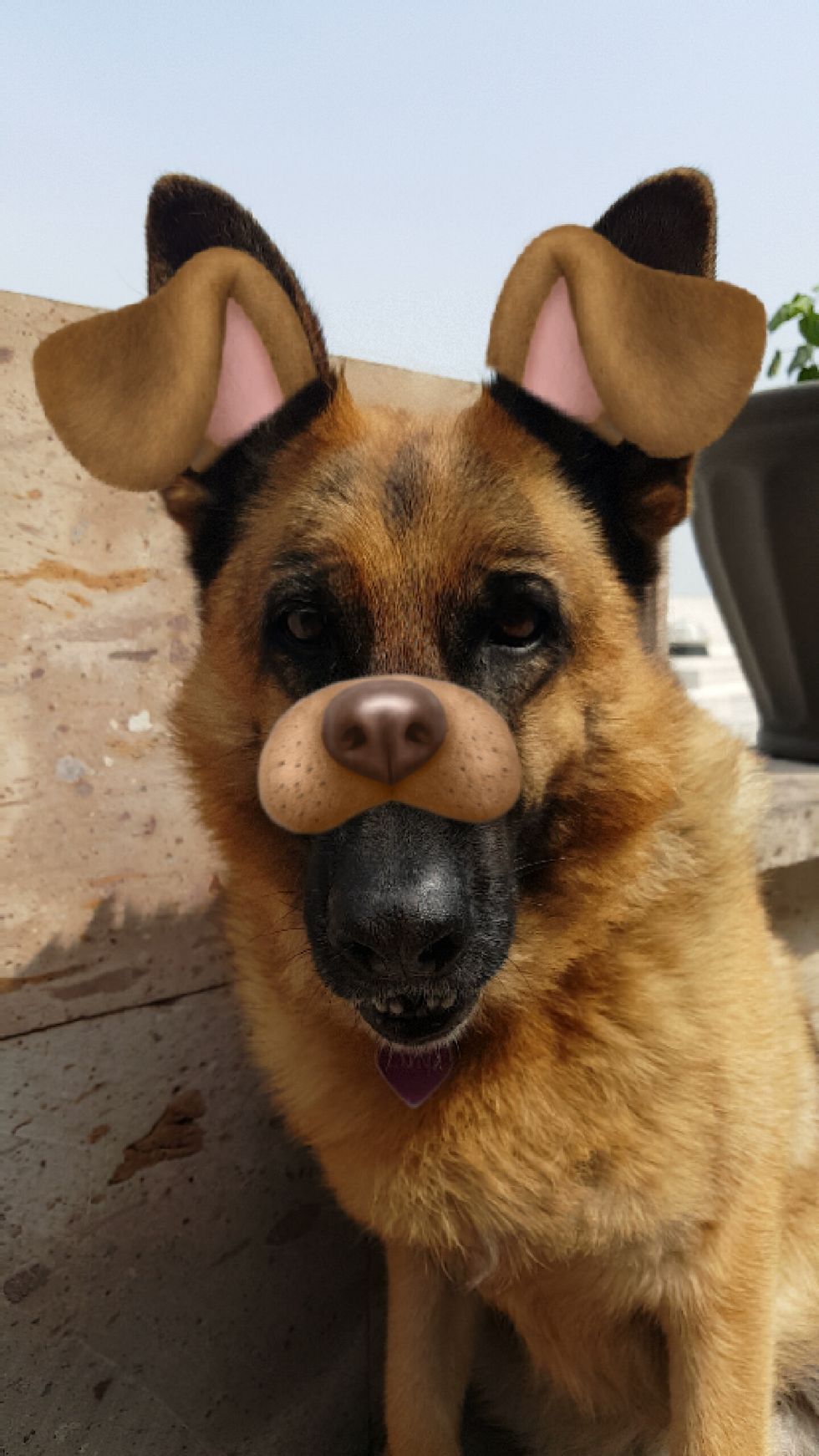 Snapchats Your Dog Would Send You If S/he could