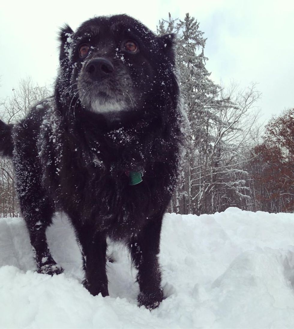 4 Things I Wish I Could Say To My Shelter Dog