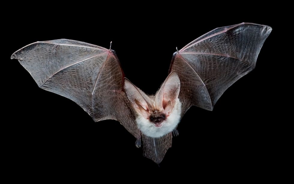 Species Spotlight: The Long-eared Myotis Bat!