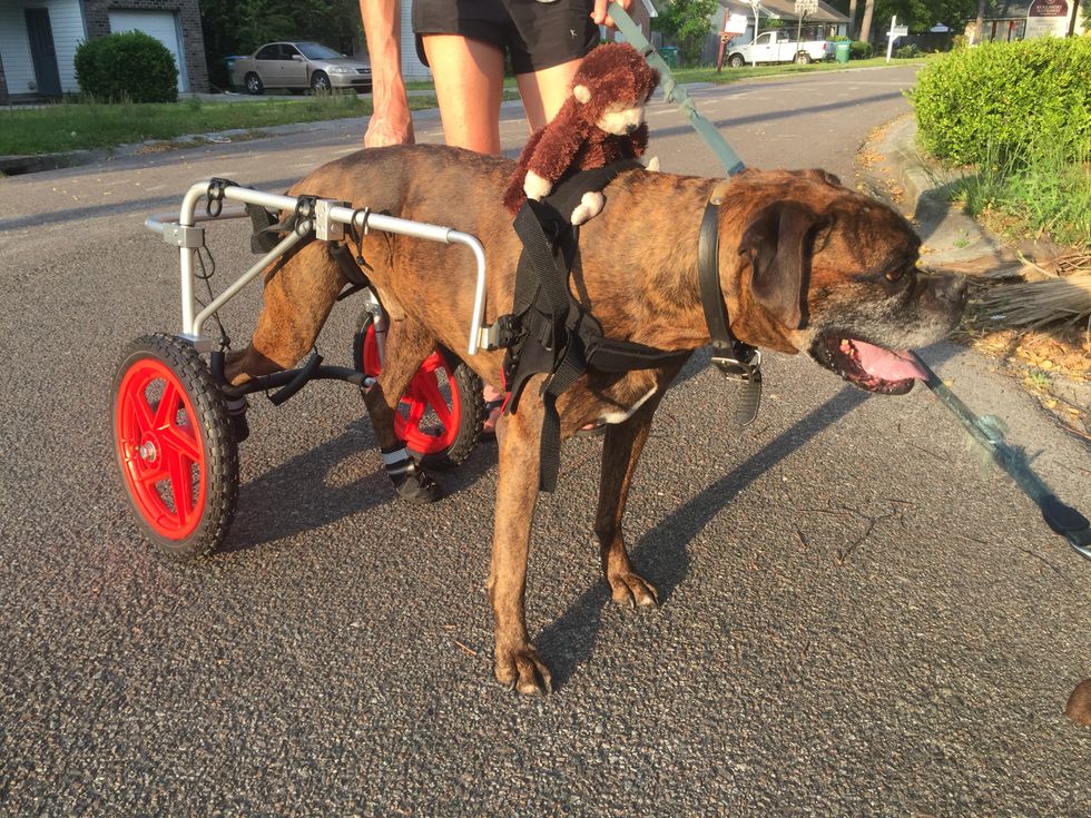 Losing Your Childhood Dog