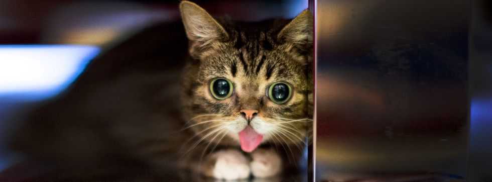 9 Reasons Why Lil BUB Is The Best Internet Cat