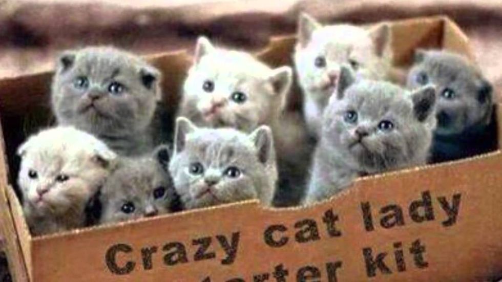 5 SIgns You Might Be A Crazy Cat Lady