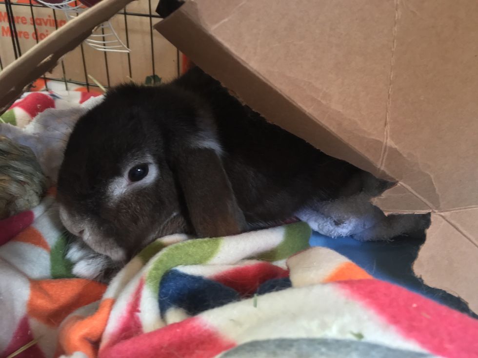Everything To Keep In Mind When Owning A Rabbit