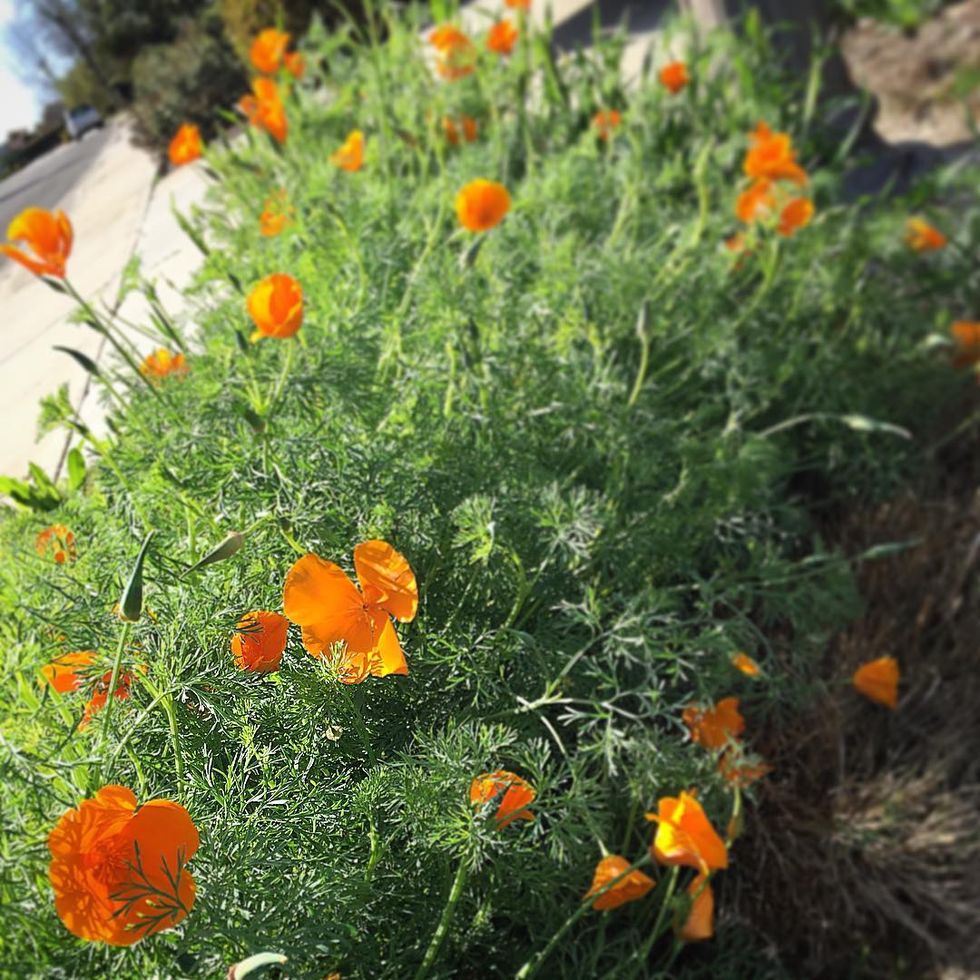 13 Reasons Why We Need California Agriculture