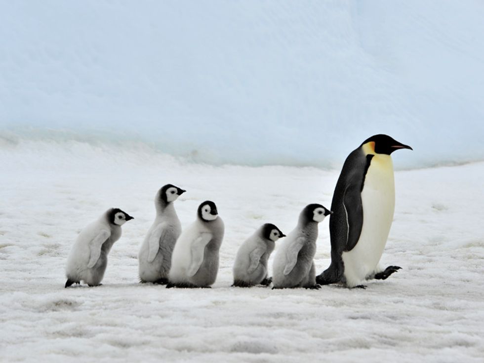 Ten Products for Penguin Fanatics
