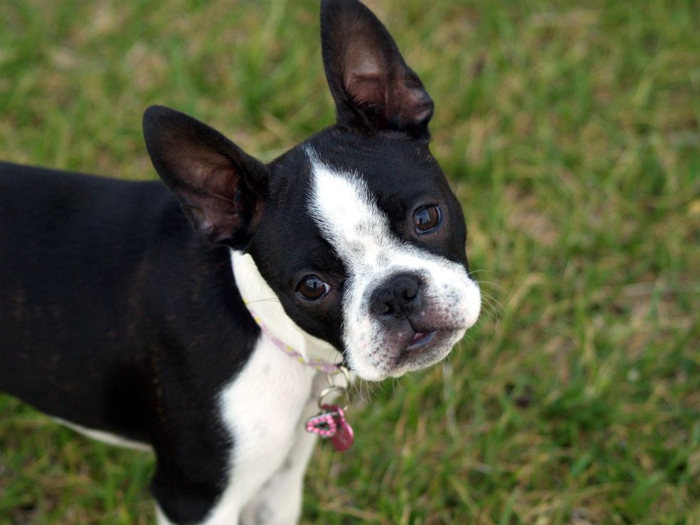 19 Reasons Boston Terriers Make The Worst Pets