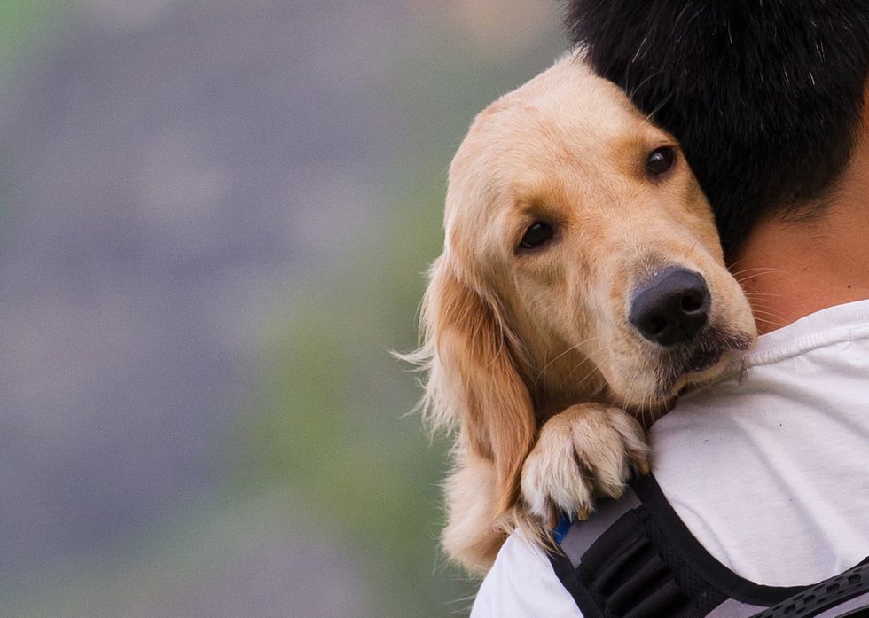 10 Reasons Dogs are the Greatest Animals in the World