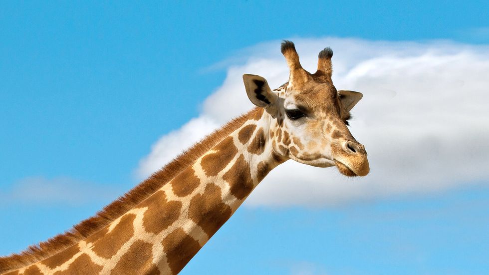 An Open Letter To April The Giraffe