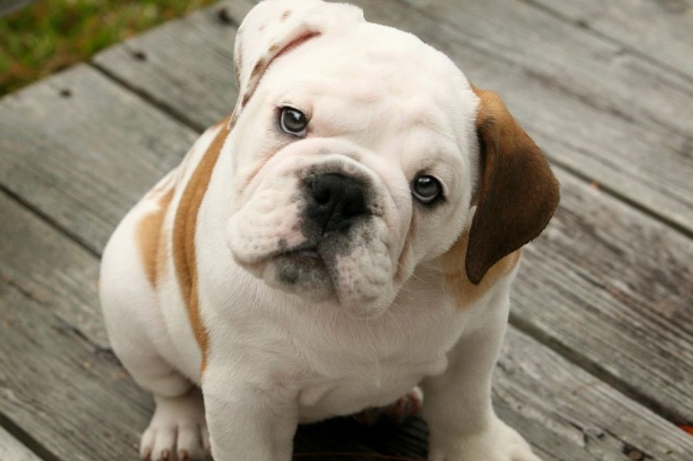12 Ways I Perfectly Relate To English Bulldogs