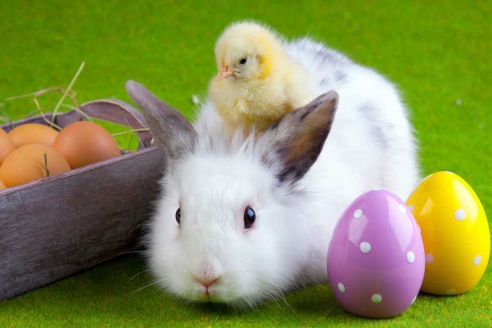 7 Gifs Of Animals Celebrating Easter To Brighten Your Holiday Weekend