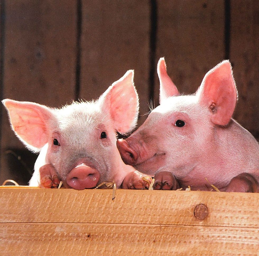 5 Fun Facts You Didn't Know About Pigs
