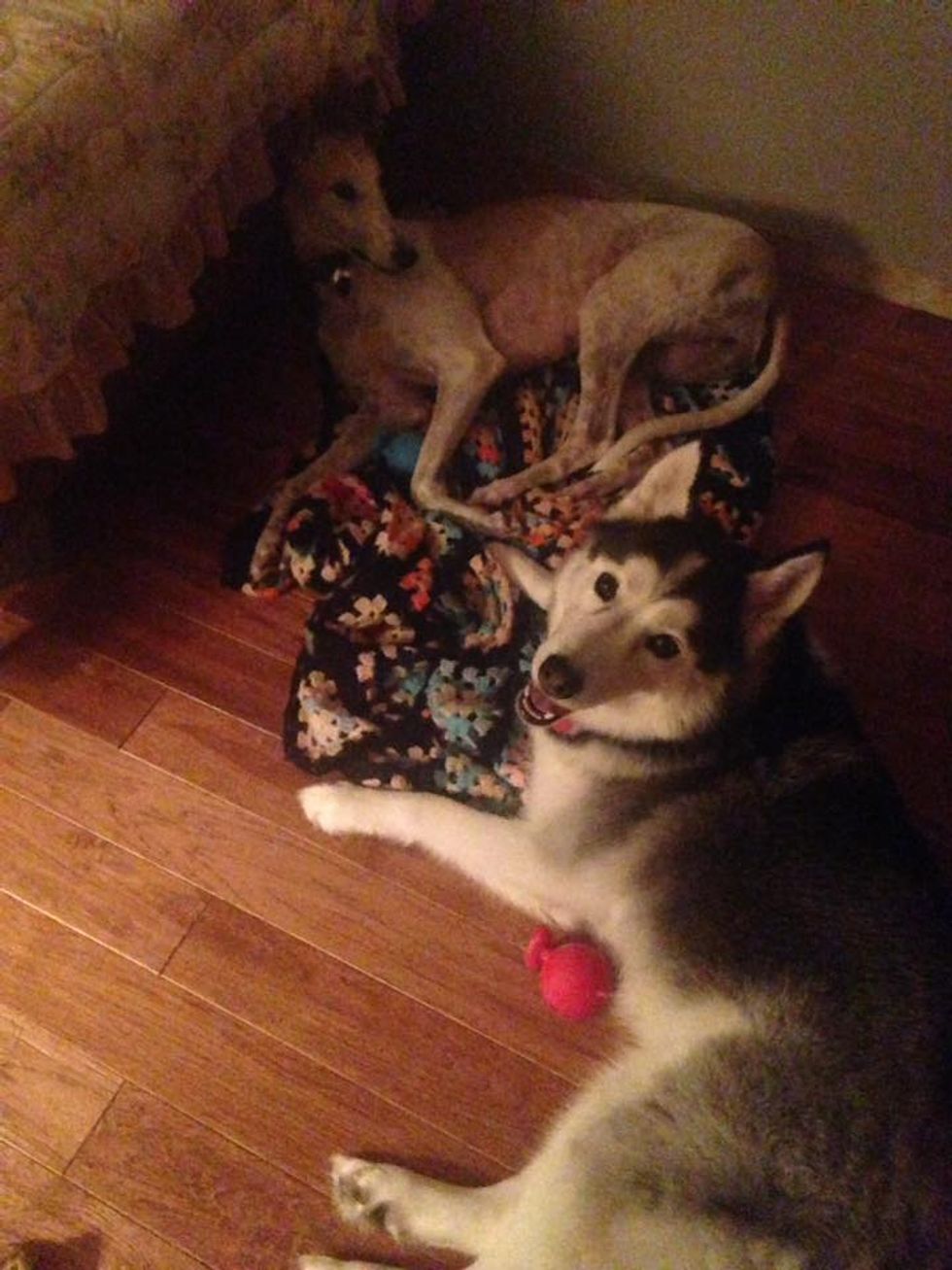 Gambling on Greyhound Lives