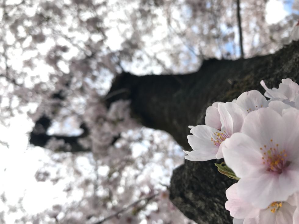 The History Of Japan's Cherry Blossom Festival