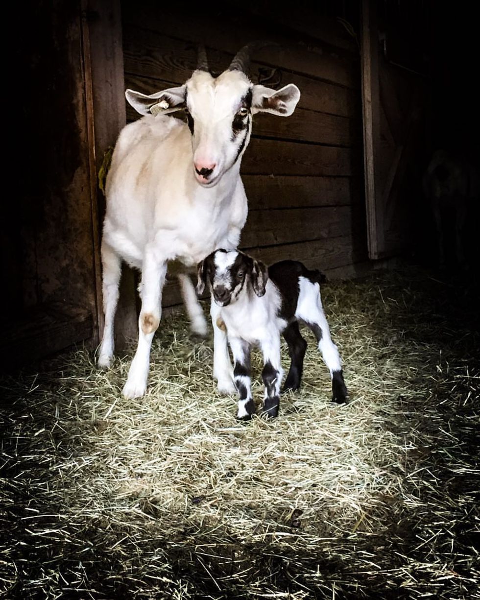 How Any Teacher Can Be AG Advocates In Their Classroom