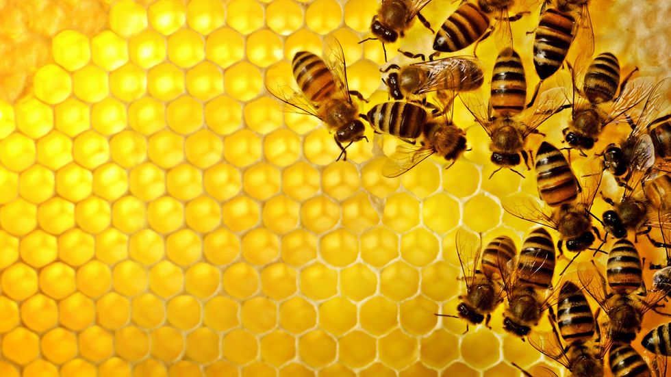 Why Bees Are Worth Saving