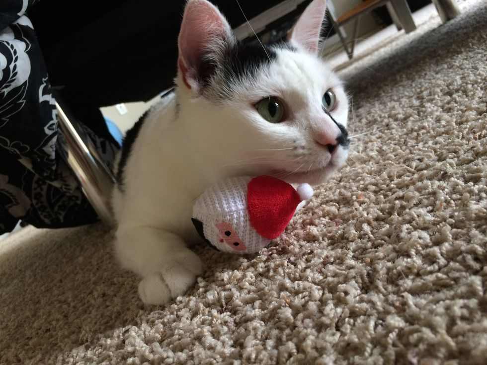 6 Things Every 20-Something Crazy Cat Lady Knows To Be True