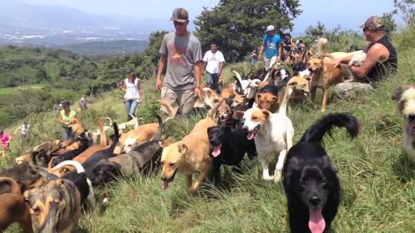 10 Things Every Obsessive Dog Owner Knows To Be True