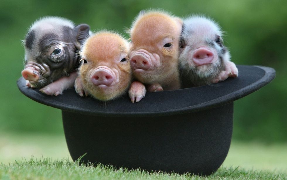 Why Getting A Teacup Pig Is A Terrible Idea
