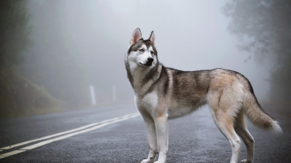 9 Signs You're A Siberian Husky Owner