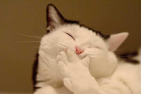 9 Funny Cat GIFs To Brighten Your Mood