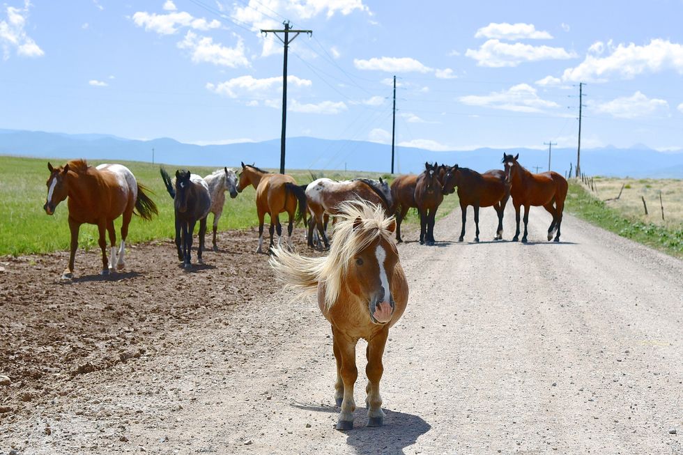 The 7 Types Of Horses You'll Ride