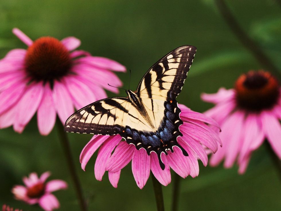 Butterflies: A Spring Love Poem