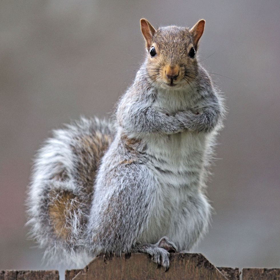 What We Can Learn From Squirrels