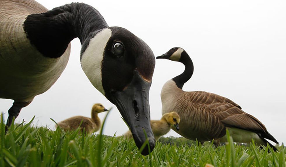 12 Questions I Want To Ask The Stevenson University Geese
