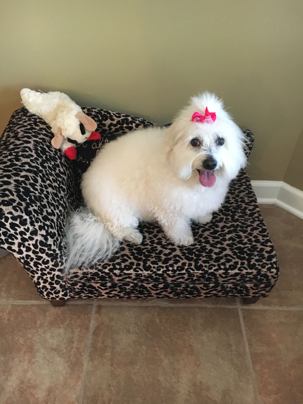 The Pain Of Losing A Dog