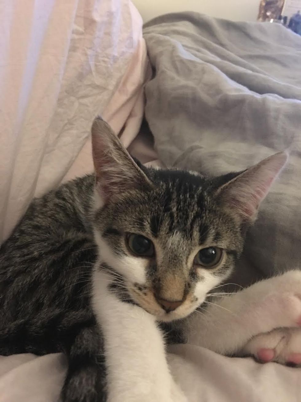 Why Adopting A Cat Is A Great Decision For Anyone