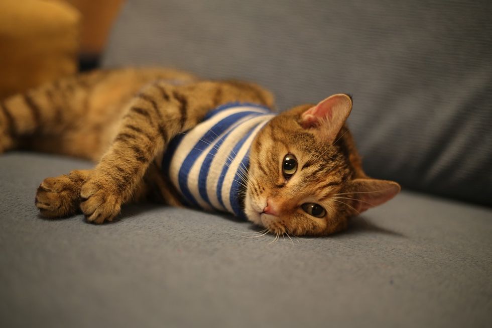 10 Times Cats Described College Students